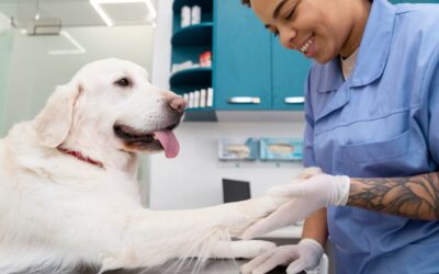 Vétérinaire : une tenue adaptée pour renforcer la confiance des propriétaires d’animaux